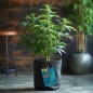 Preview: Fabric Grow-Pot Super Soil mineralic - incl. Seed